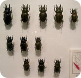 insect-pin-board