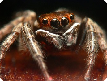 spider-multi-eyes