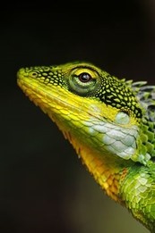 green-yellow-lizard[8]