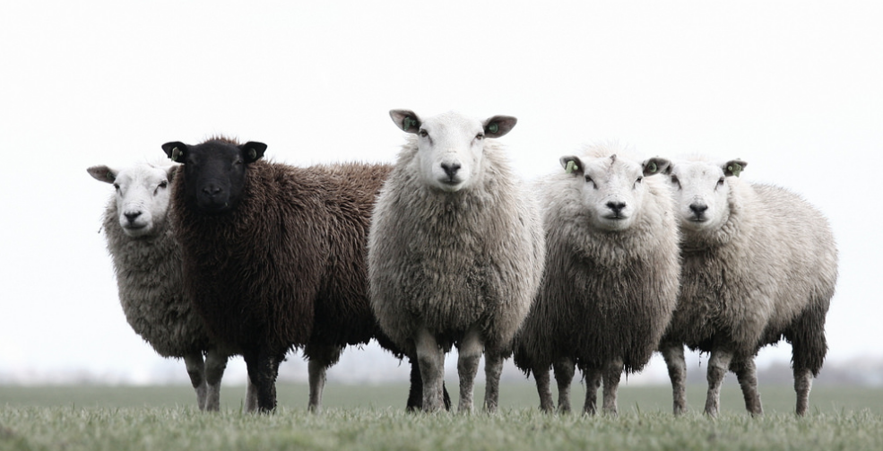 Are you a black sheep?